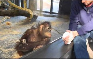 Orangutan reacciona ante un truco de magia