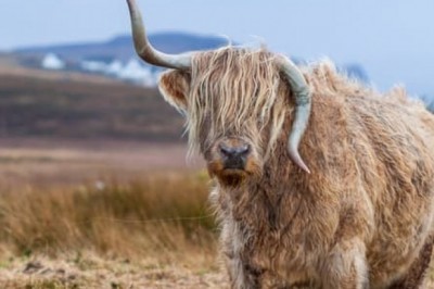 5 razones para ser vegano hoy mismo!