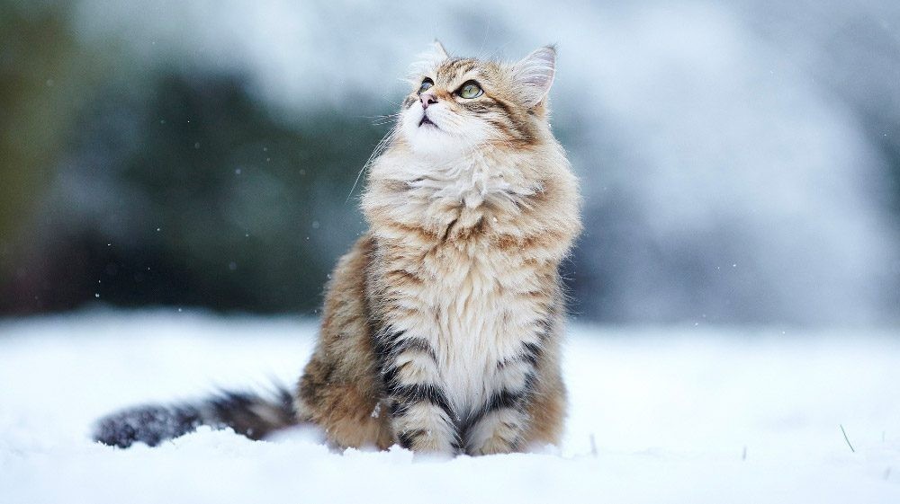 Gatos Siberianos