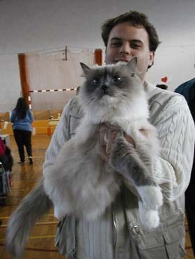 Gatos Ragdoll