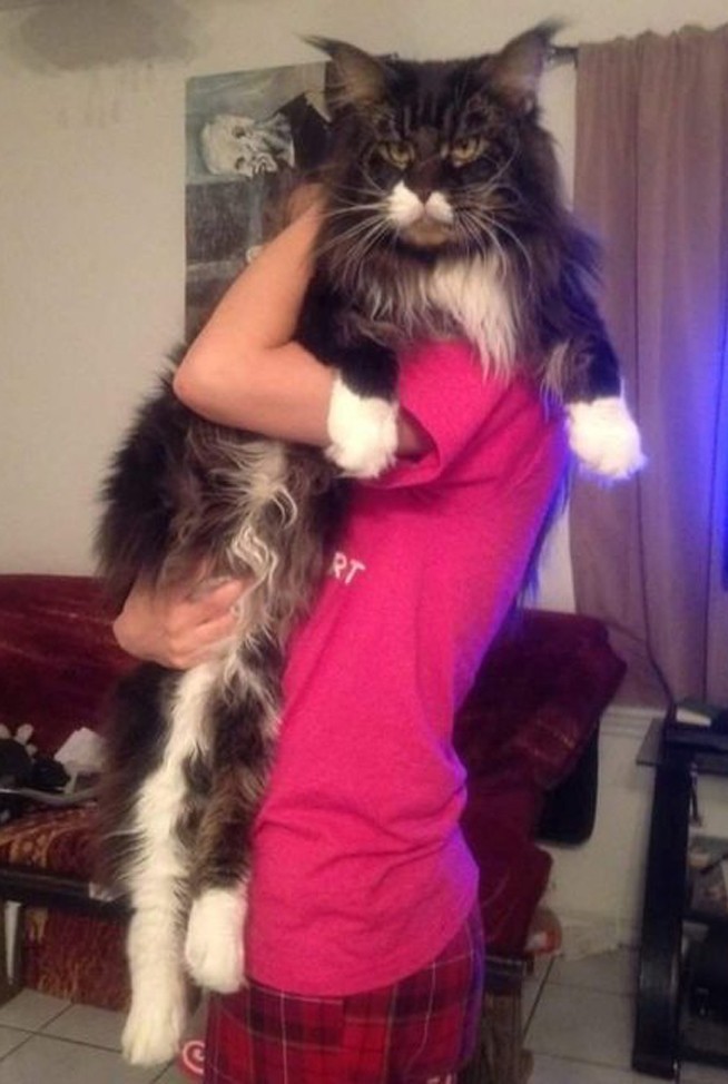 Y ahora otras fotos de estos adorables gatos gigantes...
