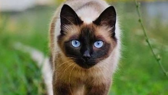 El Gato Mas Guapo Del Mundo Los 25 Gatos Mas Lindos Que Puedes Seguir